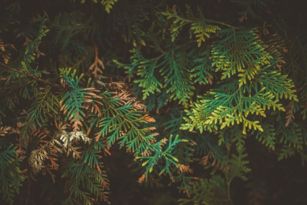 Туя стала коричневою? Ось що її ще може врятувати