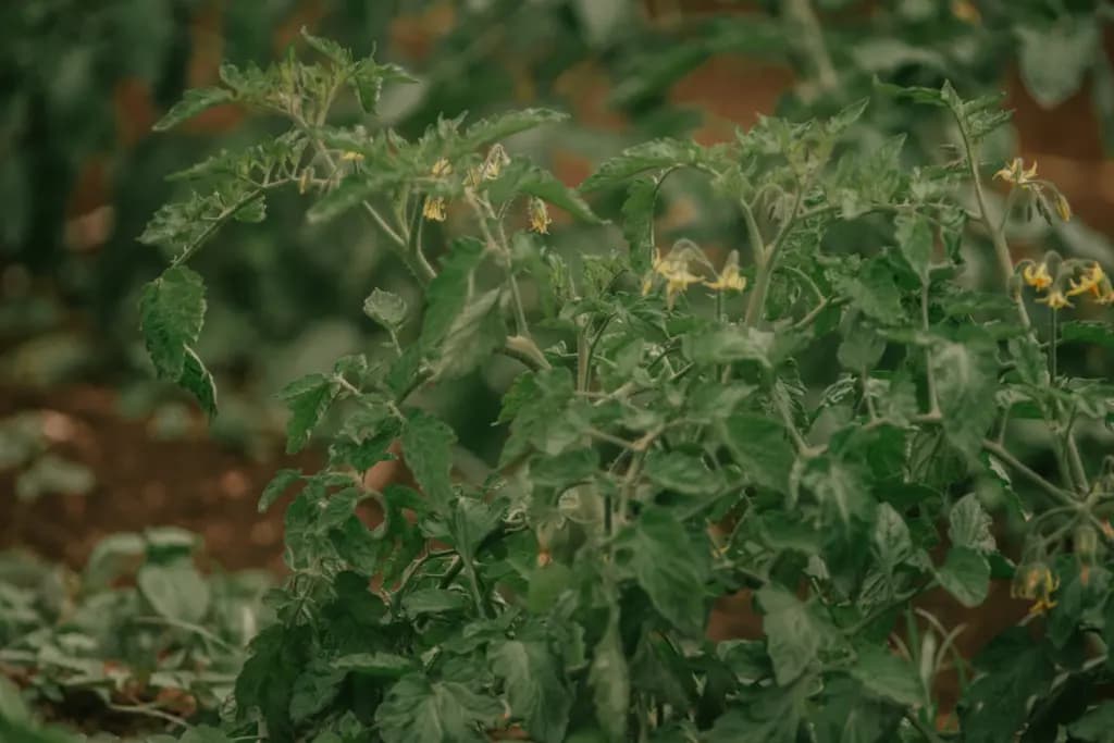 Не хвороба і не шкідники: чому насправді скручуються листя томатів