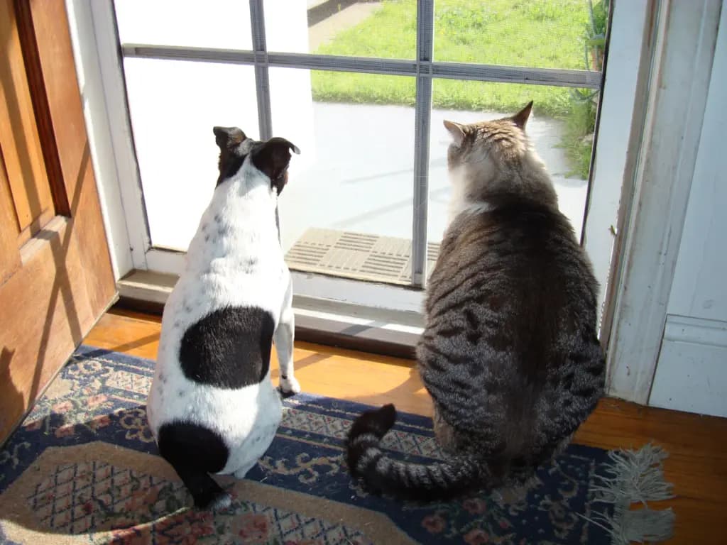 Кіт або пес: хто реально розумніший