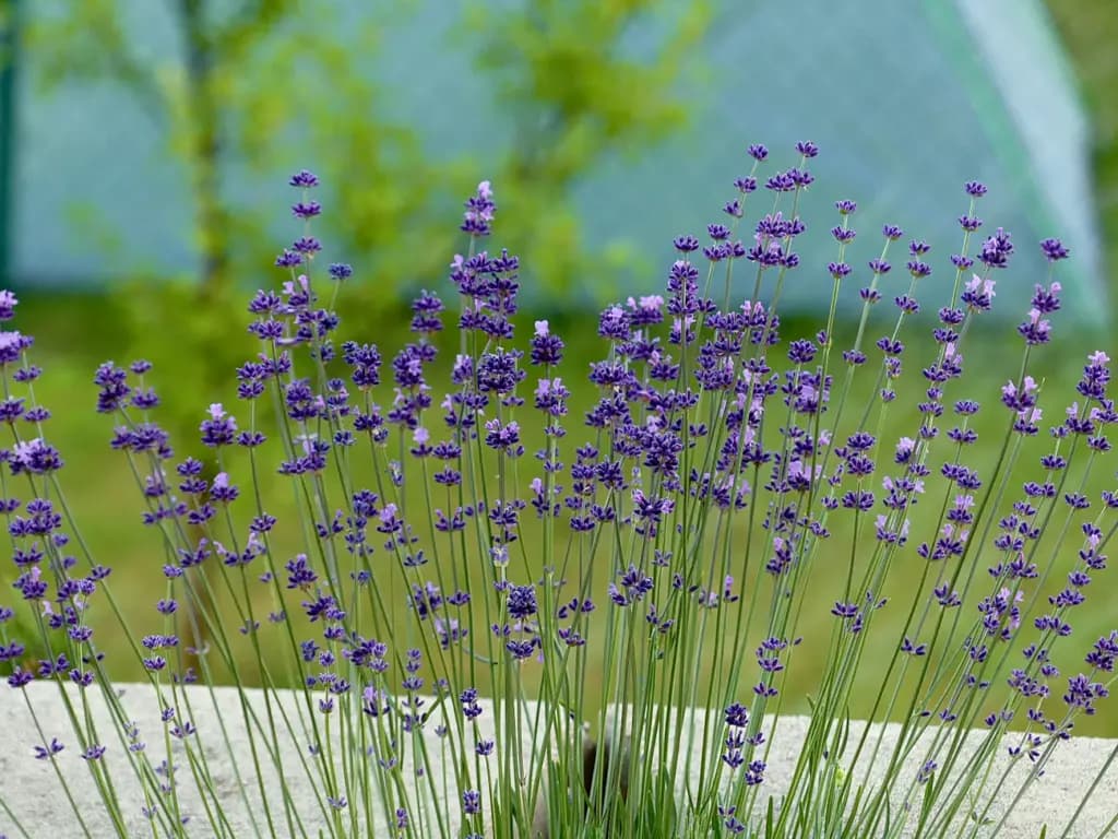 Сусіди для полуниці: що посадити, щоб урожай зріс удвічі