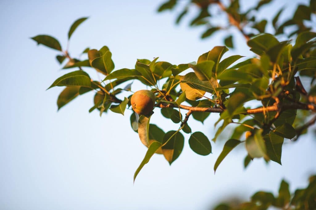 Чим підживити грушу для щедрого врожаю: копійчаний засіб з кухні