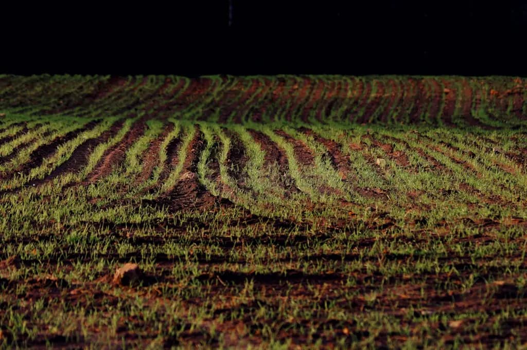 Після яких культур буряк накопичує нітрати: поради агрономів