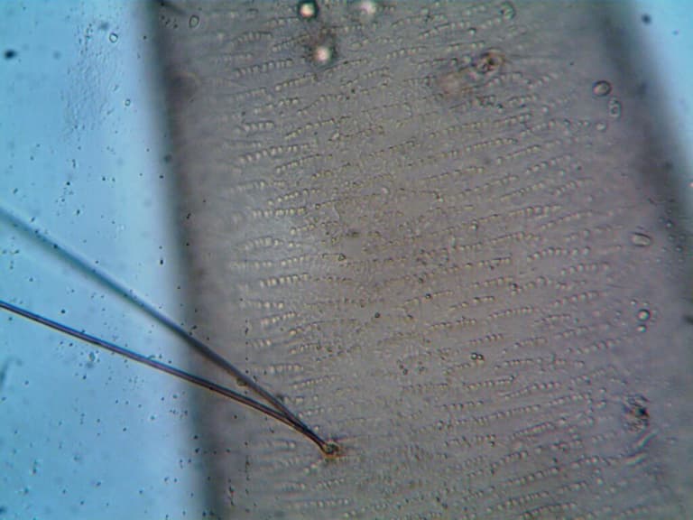 Вчені помилялися: нова правда про наше волосся