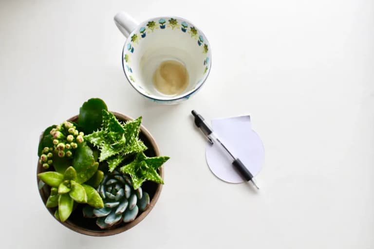 Корисна звичка, що краде вашу енергію: чому не можна пити зелений чай під час їжі