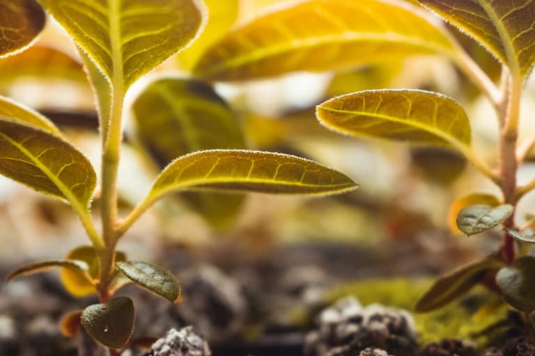 Несподіваний ефект: чому досвідчені господині поливають кімнатні рослини кавою