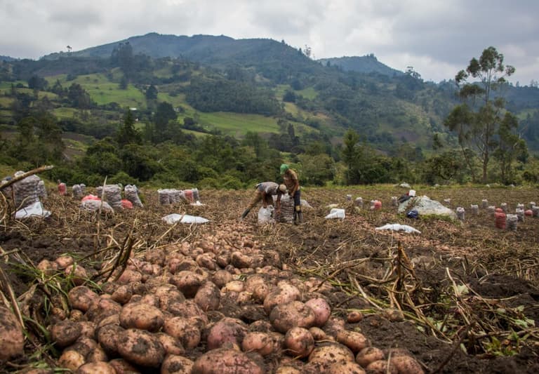 Земля не пробачить: що насправді стається з ґрунтом після трьох років вирощування картоплі