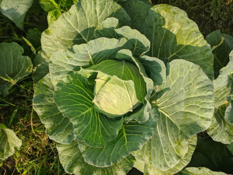 Капуста на одному місці: наслідки та ризики