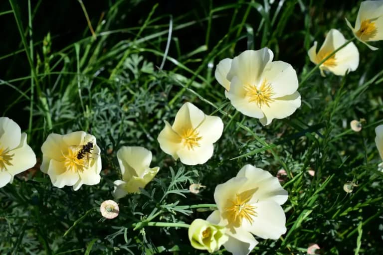 7 помилок при першому вирощуванні анемон