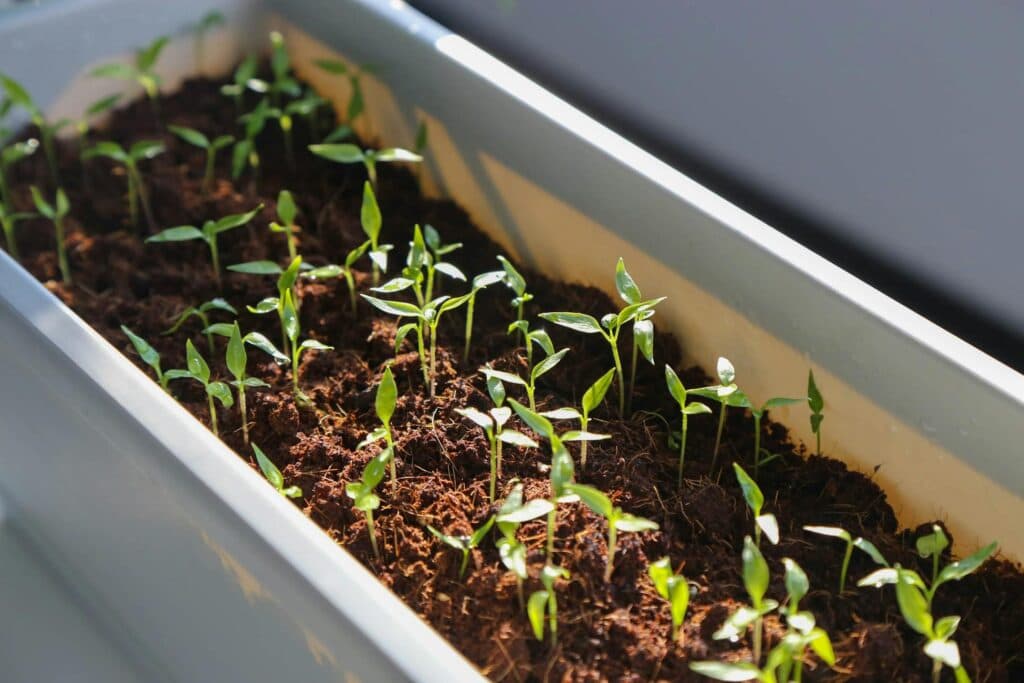 Лампа чи вікно: вся правда про світло для вашої розсади