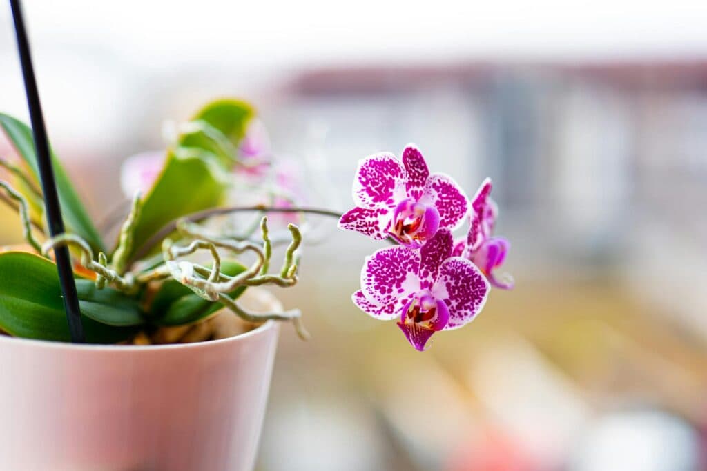 Ваша орхідея знову зацвіте: 3 кроки, про які мовчать квітникарі