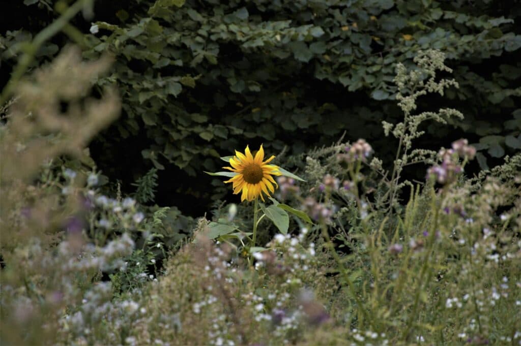 5 квітів-титанів: які рослини-агресори для саду виживуть навіть вас