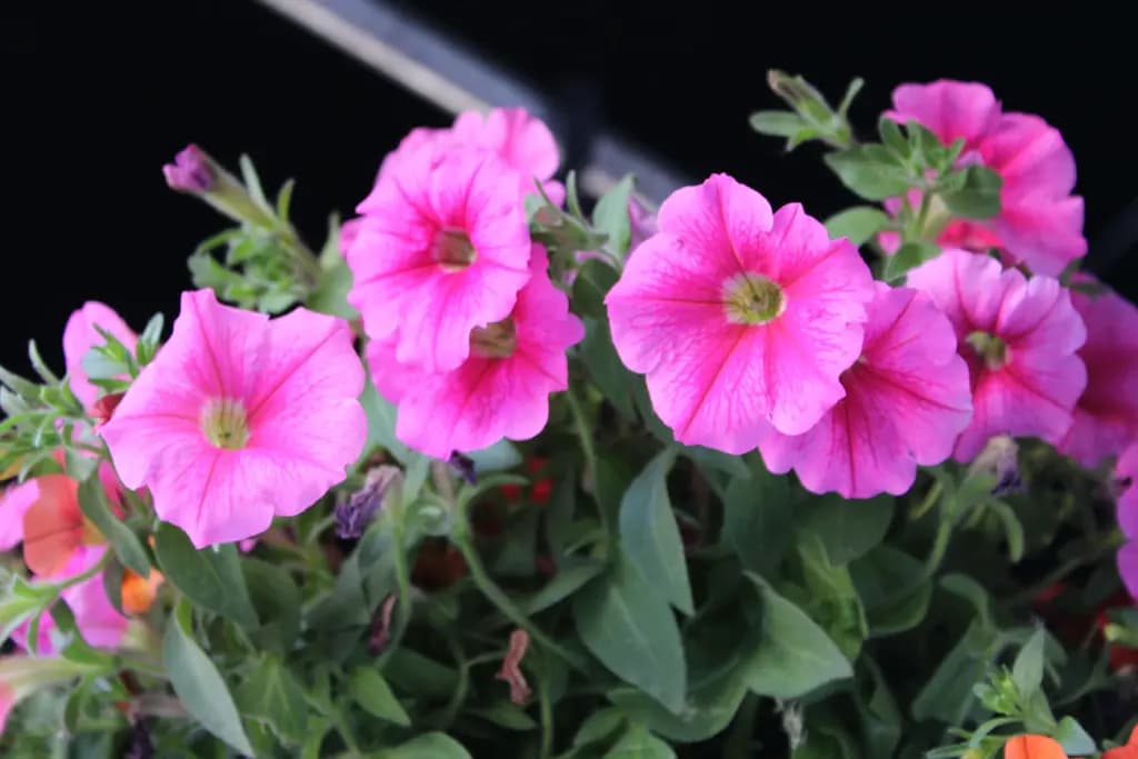 Не петунія, а палиця? Як одна дія перетворить її на пишну кулю