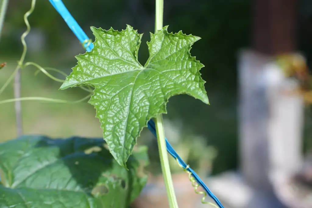 Підживлення огірків дріжджами: 1 рецепт для врожаю на 3 тижні раніше