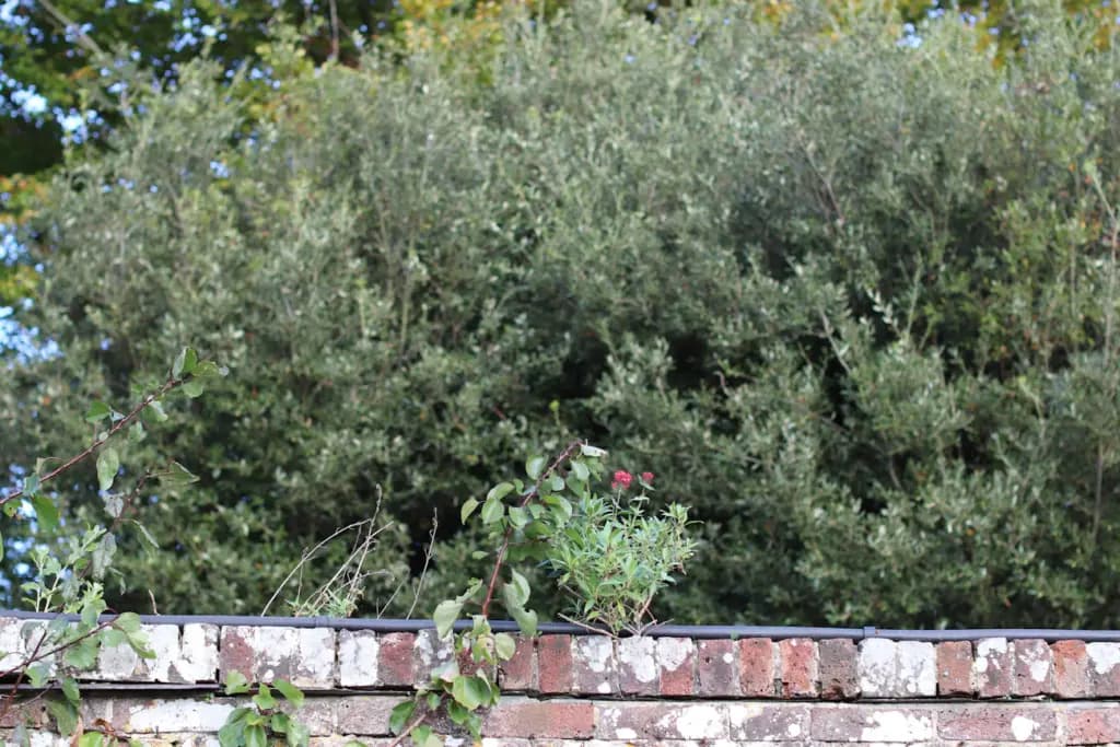 Рослини-агресори: 7 чагарників, що перетворять ваш сад на пекло