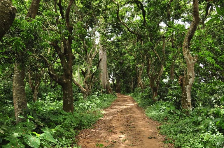 Кліматичні зміни непомітно змінюють найцінніші ліси планети