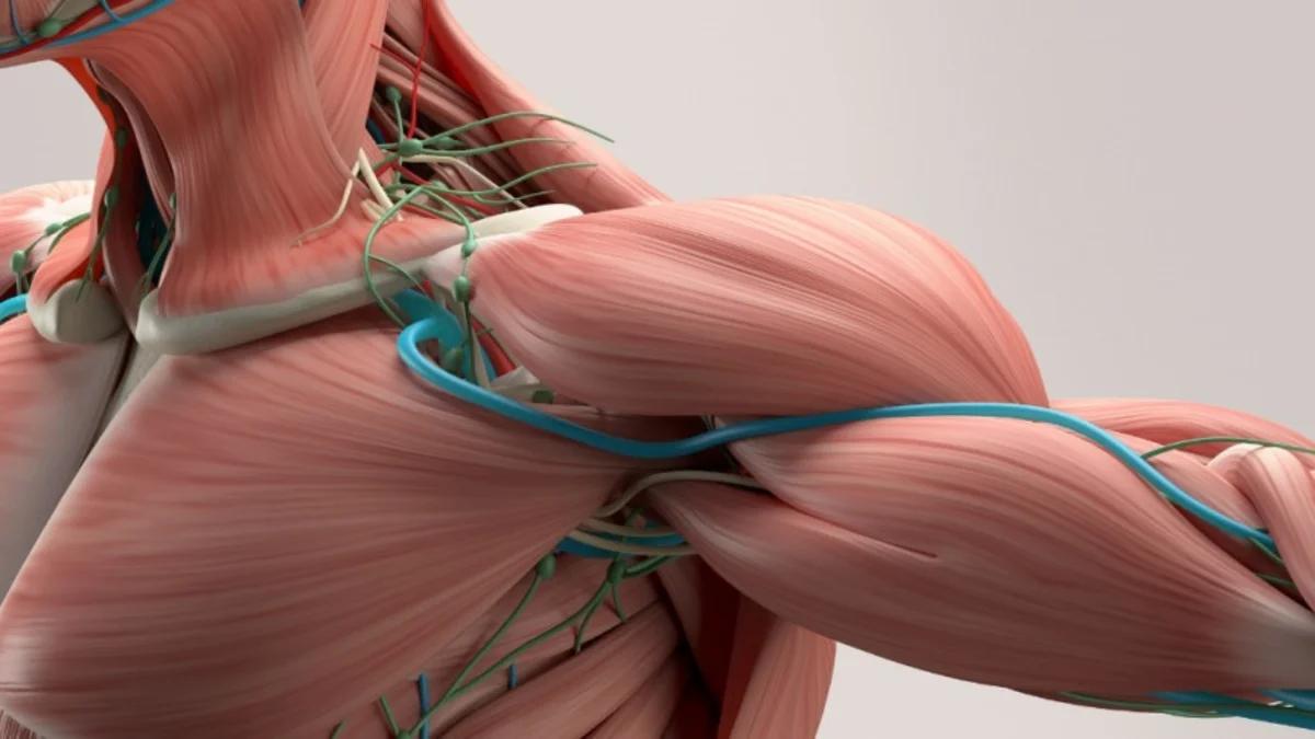 Вчені надрукували м’язову тканину в умовах невагомості за лічені секунди