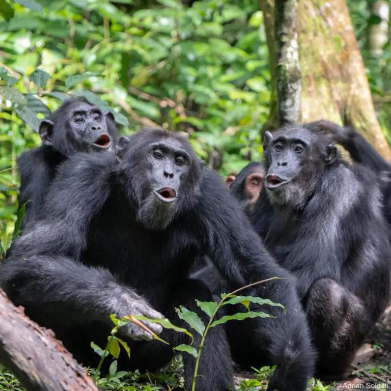 Вчені виявили, що шимпанзе ведуть «розмови», як і люди