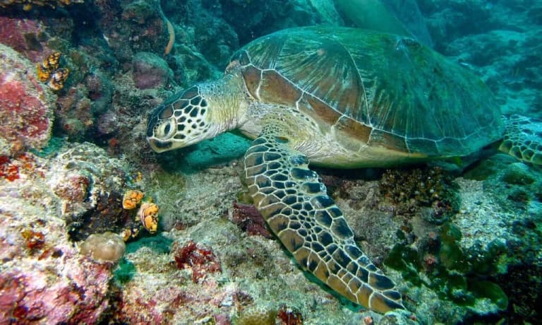 Шум кораблів може заважати слуху найрідкіснішої черепахи світу