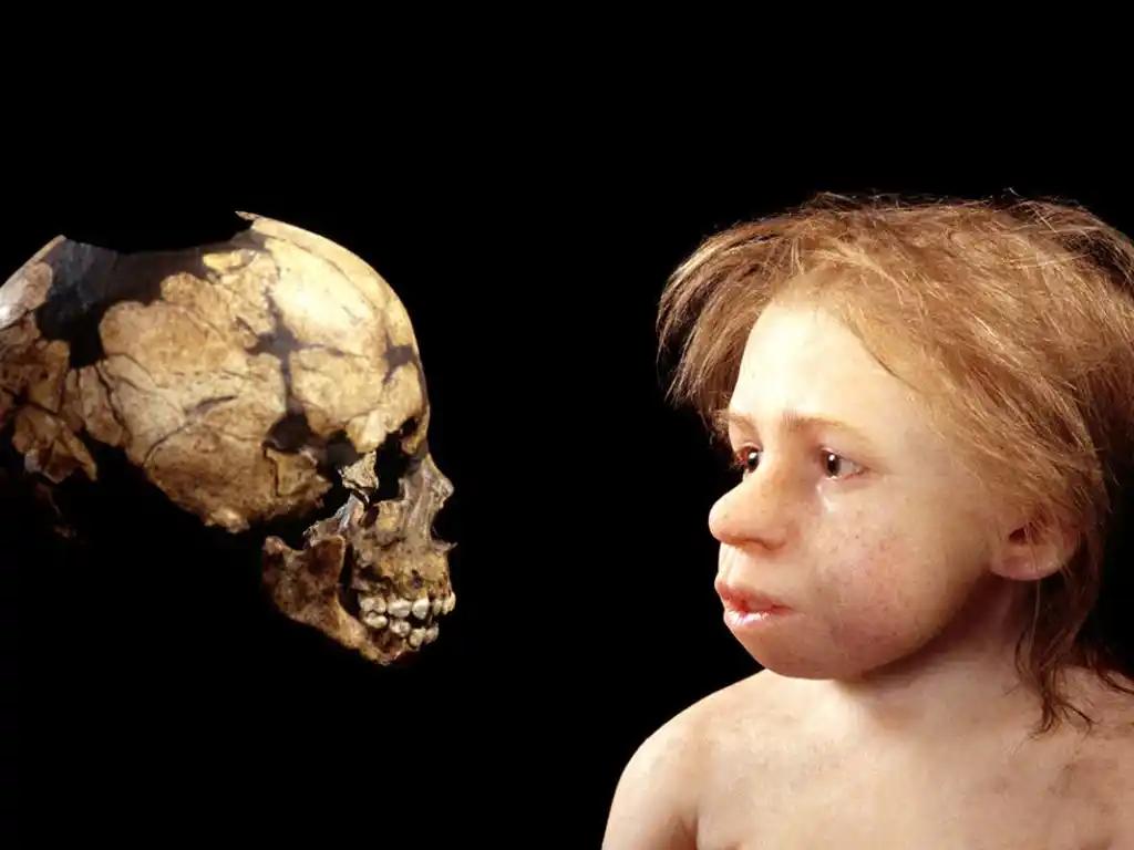 Гібрид Homo sapiens і неандертальця віком 24 000 років переписує історію людства