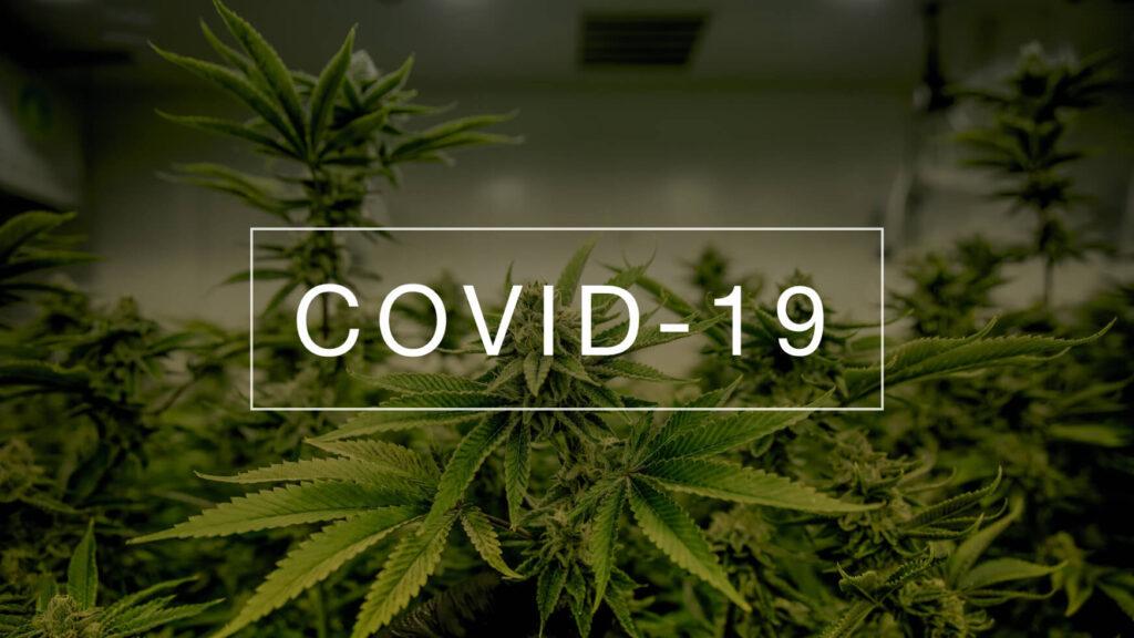 Вживання канабісу та COVID-19: виявлено дивовижний науковий зв’язок