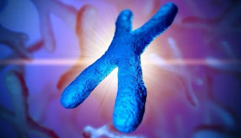 Неандертальці та сучасні люди: як давні міжвидові зв’язки змінили нашу Х-хромосому