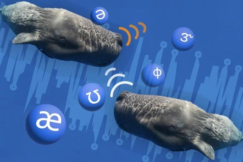 AI розшифровує мову кашалота, розкриваючи складну систему спілкування