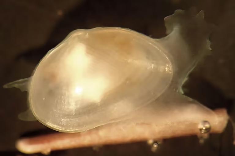 Нові види молюсків виявлені в лісі Південної Африки