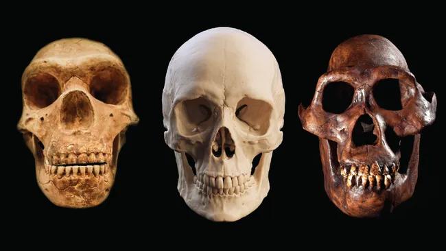 Вчені пояснюють, чому Homo sapiens пережив усі інші людські види