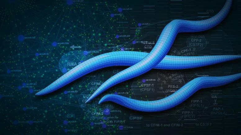 Ця дивна «безсмертна» істота може містити секрет омолодження