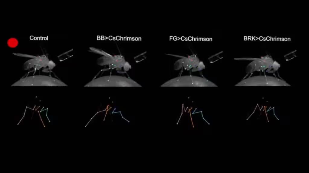 Вчені створили мух, які зупиняються на червоне світло