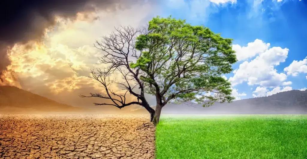 40 відсотків суші на Землі стали постійно сухішими