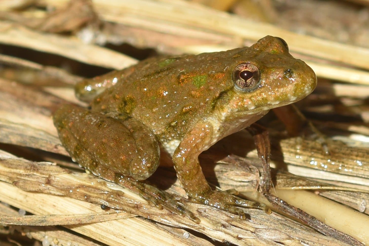 Жаби Чорнобиля темнішають: вчені фіксують зміни в реальному часі