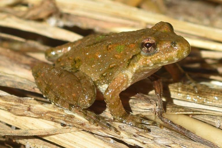 Жаби Чорнобиля темнішають: вчені фіксують зміни в реальному часі