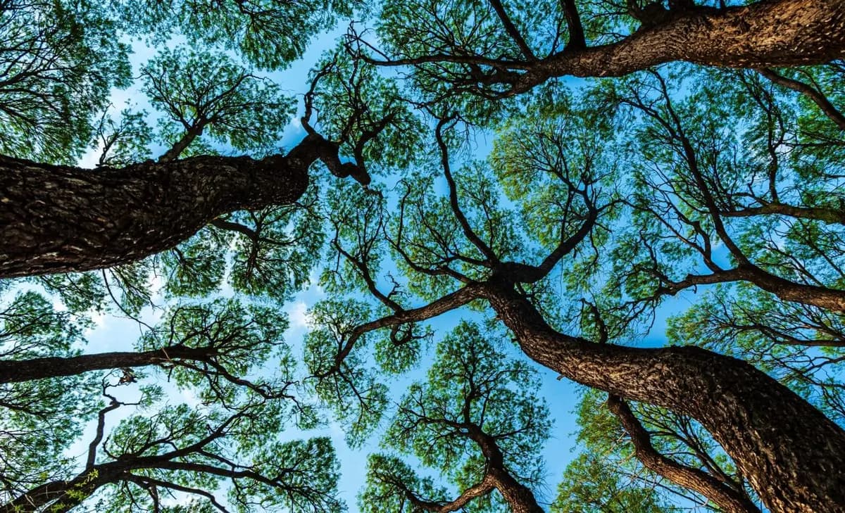 Міські дерева втрачають корисні мікроорганізми і набувають шкідливі бактерії