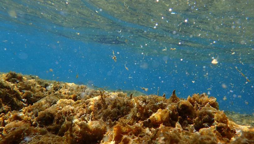На узбережжі Басків знайшли токсичні водорості