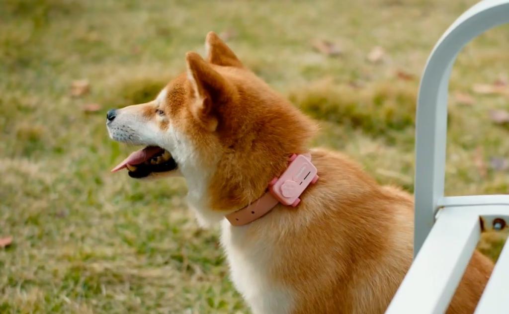 Представлений PetPhone – смартфон для тварин