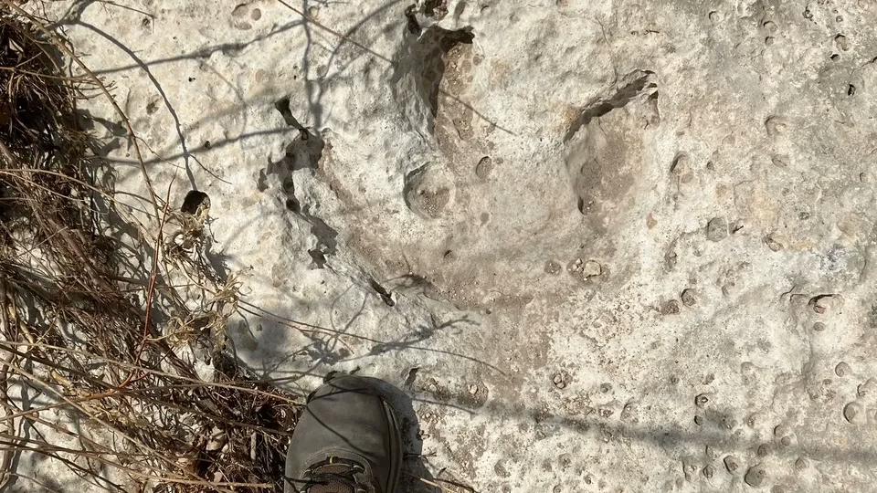 У Техасі після руйнівних повеней знайшли сліди динозавра віком 115 мільйонів років
