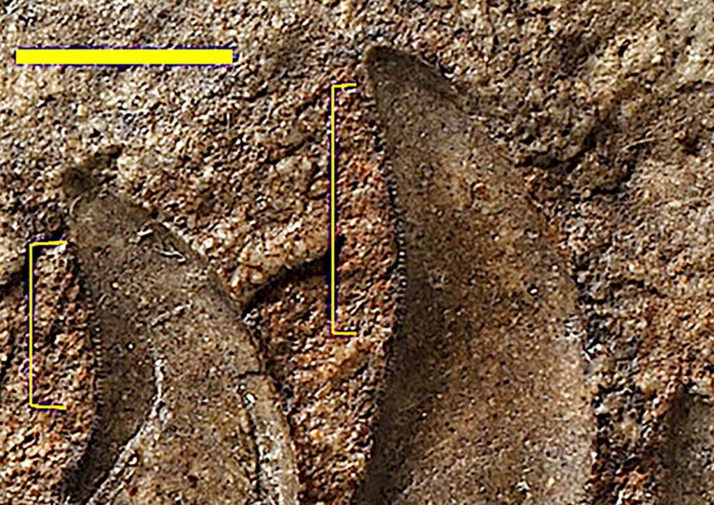 В Уельсі виявлено новий вид динозаврів