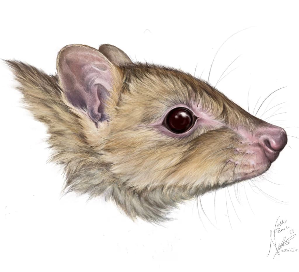 Вчені виявили новий вид сумчастих тварин, близький до кенгуру