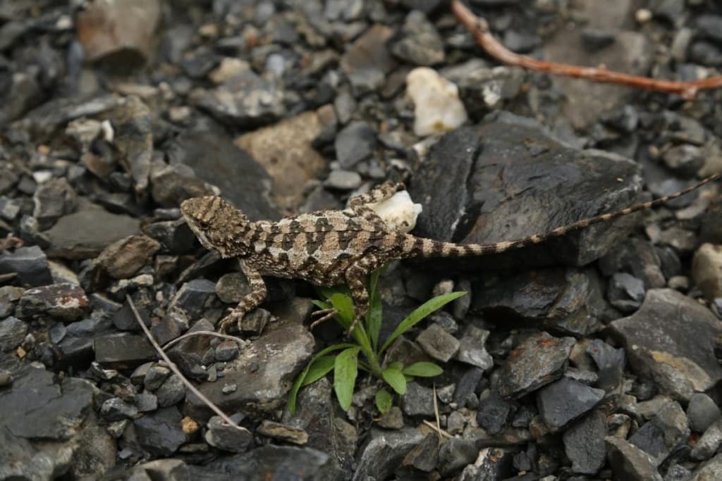 Вчені відкрили новий вид ящірки із дивовижною анатомічною рисою