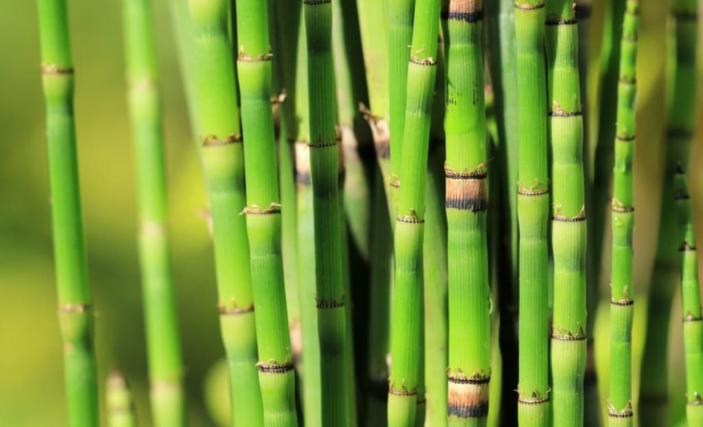 «Жива скам’янілість» розкриває космічні таємниці давнього клімату Землі