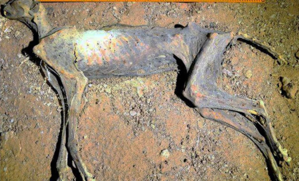 У пустельних печерах знайдено муміфікованих гепардів віком 4000 років