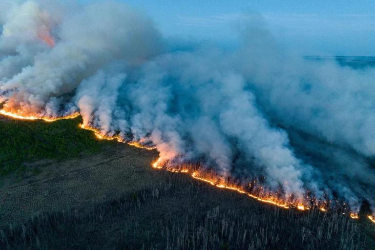 Вчені з’ясували: деякі лісові пожежі можуть підтримувати популяції птахів
