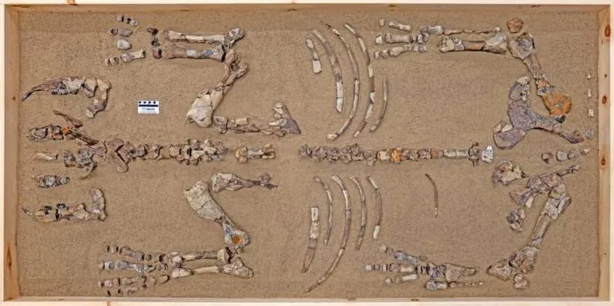 У Канаді виявлений носоріг, який жив 23 млн років тому