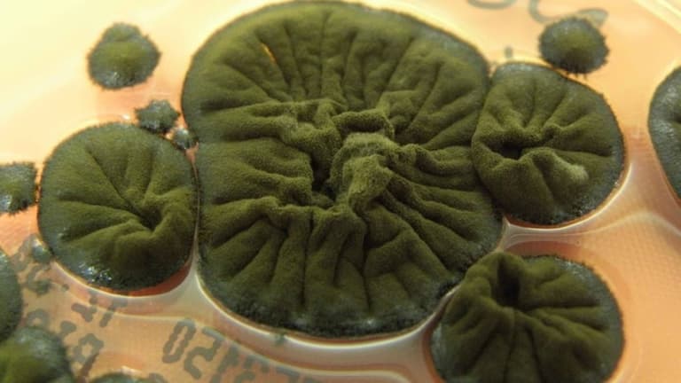 Вчені виявили у чорнобильського грибка вражаючу нову властивість