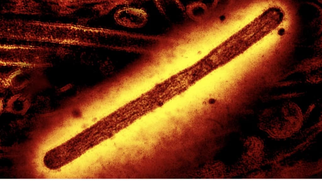 У США зареєстровано першу у світі смерть від штаму пташиного грипу H5N5