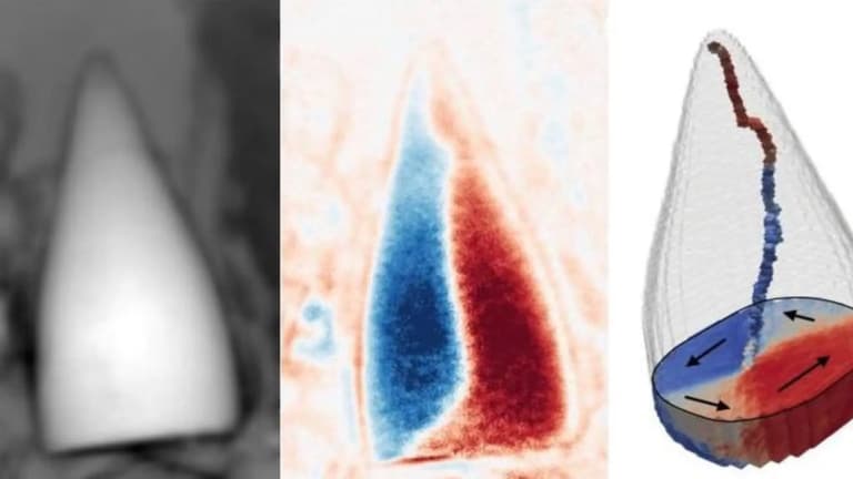 Знайдено морську істоту з магнітною навігацією, що існувала 97 мільйонів років тому