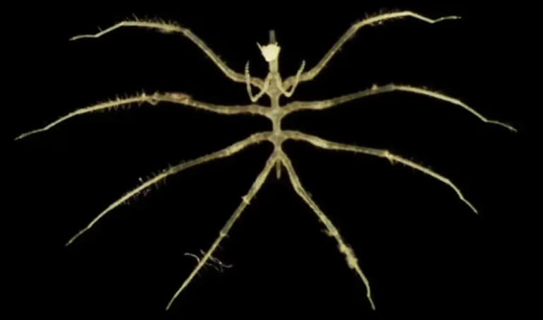 Вчені відкрили сотні нових видів в одному з найменш досліджених регіонів Землі