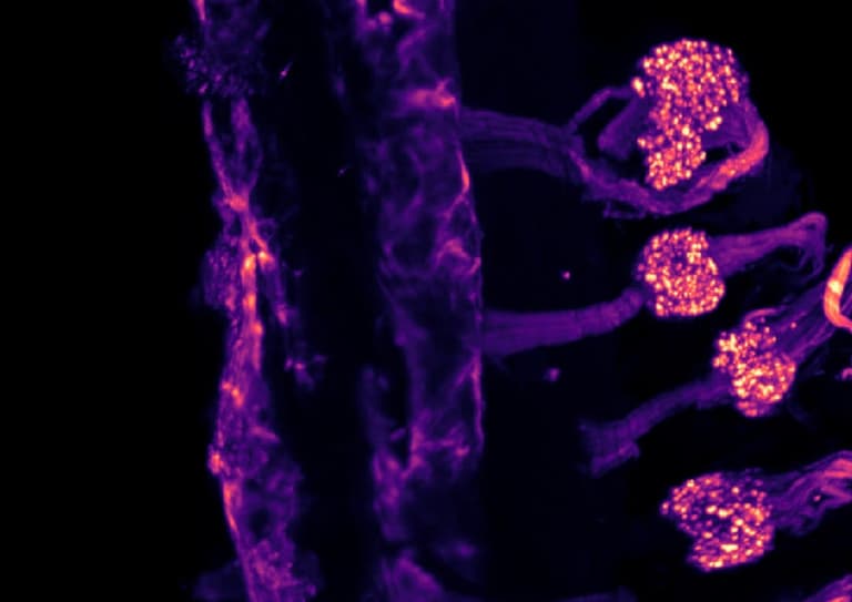 Вчені з’ясували: тіло людини має два механізми відчуття холоду