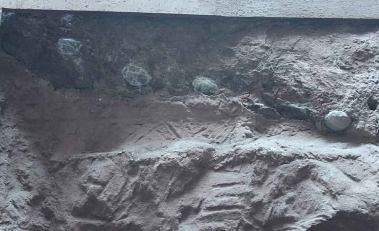 Науковці знайшли яйця динозаврів із гігантськими кристалами всередині